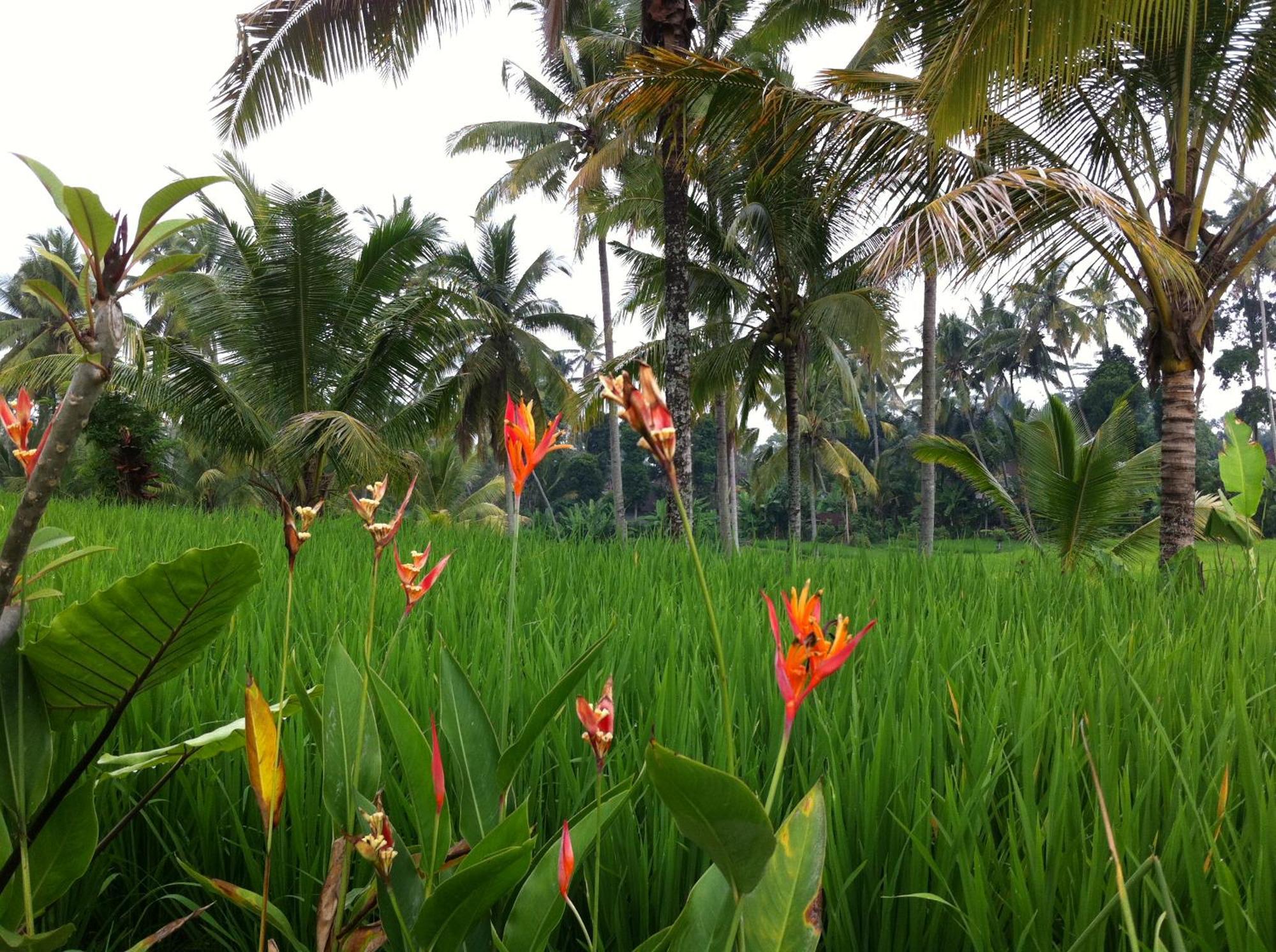 Villa Neyang Ubud  Luaran gambar
